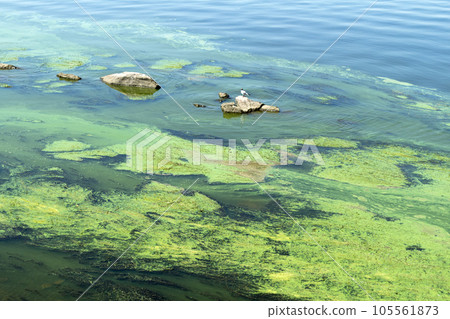 Algae polluted water in a river 105561873