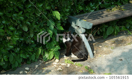 Dirty black wild cat with dirt on body 105561915