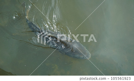 Koi swimming on the surface of a pond Koi swimming on the surface of a pond 105561923