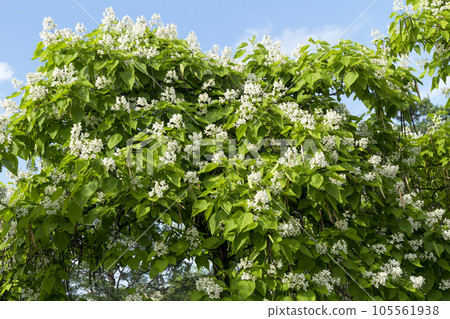 Catalpa speciosa white flowers and foliage. Catalpa speciosa white flowers and foliage. 105561938