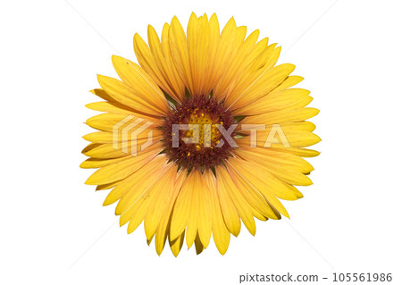Gaillardia pulchella orange-yellow flower isolated on white Gaillardia pulchella orange-yellow flower isolated on white 105561986