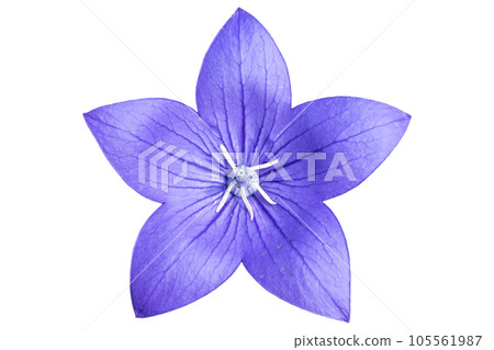 Platycodon grandiflorus violet flower isolated on white Platycodon grandiflorus violet flower isolated on white 105561987