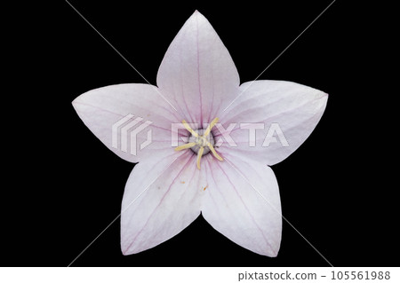 Platycodon grandiflorus pale pink flower isolated on black Platycodon grandiflorus pale pink flower isolated on black 105561988
