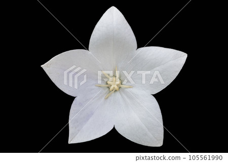 Platycodon grandiflorus white flower isolated on black Platycodon grandiflorus white flower isolated on black 105561990