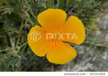 Lone California sunlight poppy orange flower 105561994