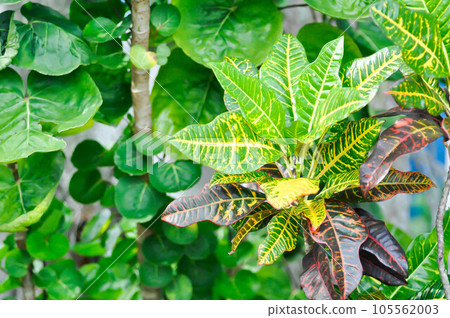 Codiaeum variegatium Blume or Croton, Variegated Laurel or Garden Croton or bicolor plant and Polyscias fruticosa L Harms,Polyscias fruticosa 105562003