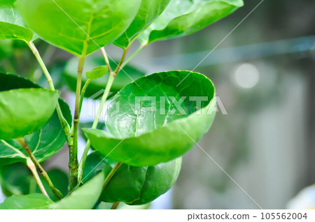 Polyscias fruticosa L Harms,Polyscias fruticosa or Araliaceae Polyscias fruticosa L Harms,Polyscias fruticosa or Araliaceae 105562004