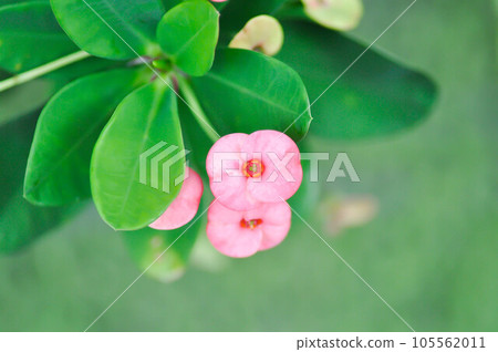 Christ Thorn,Euphorbia milii flower 105562011