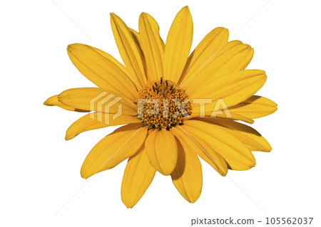 Heliopsis 'Light of Loddon' yellow flower isolated on white. Heliopsis 'Light of Loddon' yellow flower isolated on white. 105562037