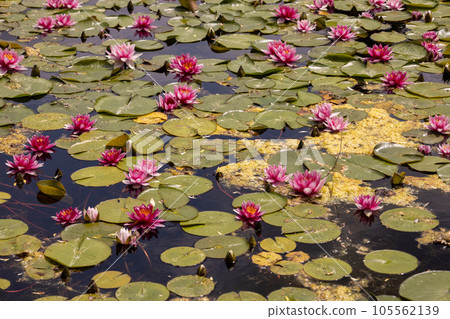 Close up photo of a lake full of flowers.  105562139