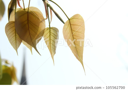 Group of young Sacred tree's leaves. Group of young Sacred tree's leaves. 105562700