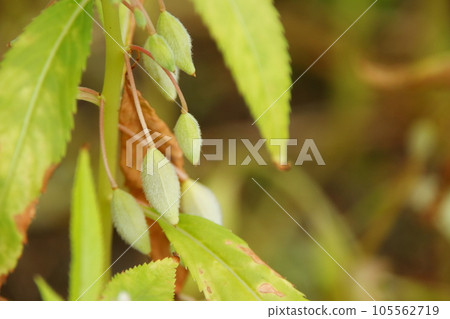Pod seed of Rose Balsam. Pod seed of Rose Balsam. 105562719