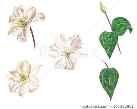 Watercolor illustration of clematis flowers. Set of flowers and leaves on a transparent background, made by hand Watercolor illustration of clematis flowers. Set of flowers and leaves on a transparent background, made by hand 105562991