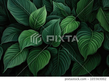 Green leaves background. Green leaves color tone dark in the morning. Green leaves background. Green leaves color tone dark in the morning. 105563002