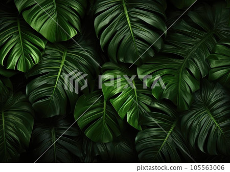 Green leaves background. Green leaves color tone dark in the morning. 105563006