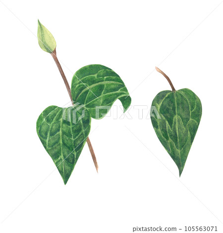 Watercolor illustration of clematis. Set of green leaf and bud made by hand isolated on transparent background Watercolor illustration of clematis. Set of green leaf and bud made by hand isolated on transparent background 105563071