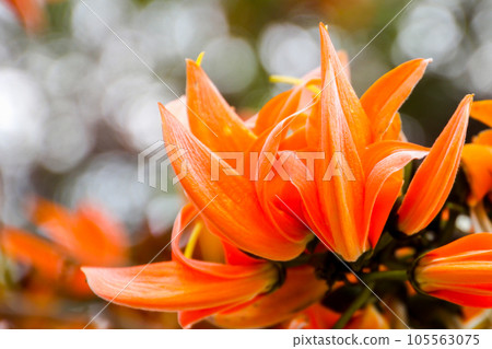 Bastard Teak Scientific name 105563075