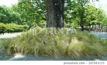 Mexican feather grass growing dense under a tree in an outdoor park Mexican feather grass growing dense under a tree in an outdoor park 105563133