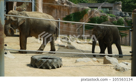 Mother elephant and baby elephant at Children's Grand Park Zoo in Seoul, South Korea 105563134
