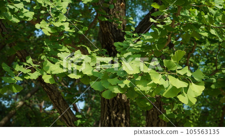 Natural plant ginkgo tree in the outdoor park Natural plant ginkgo tree in the outdoor park 105563135