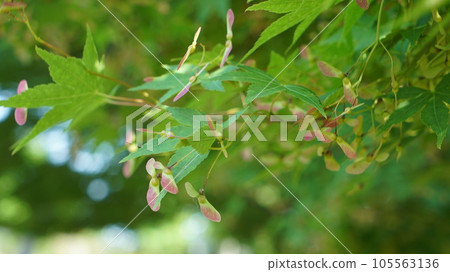 Natural plant of maple tree Natural plant of maple tree 105563136