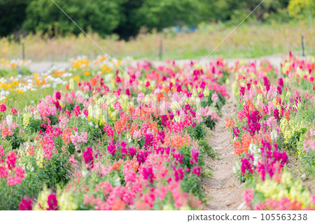 羽扇豆花園 羽扇豆花園 105563238
