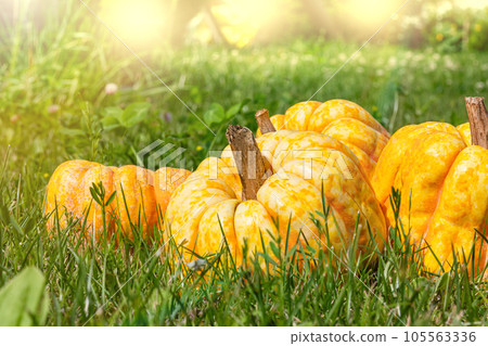 Yellow and orange pumpkins 105563336