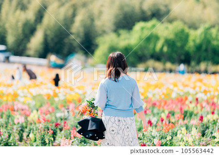 一位女士正在拍攝羽扇豆花田 105563442