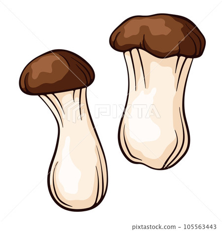 King trumpet mushroom in cartoon style. Eringi king oyster hand drawn, sketch. Vector illustration isolated on a white background. King trumpet mushroom in cartoon style. Eringi king oyster hand drawn, sketch. Vector illustration isolated on a white background. 105563443