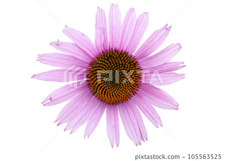 Echinacea purpurea purple flower isolated on white 105563525