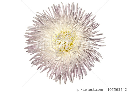 Aster Needle Unicum White flower isolated on white Aster Needle Unicum White flower isolated on white 105563542