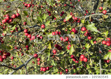 Woodland hawthorn red berries on branches Woodland hawthorn red berries on branches 105563545