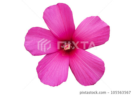 Hibiscus moscheutos red-pink rose mallow flower isolated on white Hibiscus moscheutos red-pink rose mallow flower isolated on white 105563567