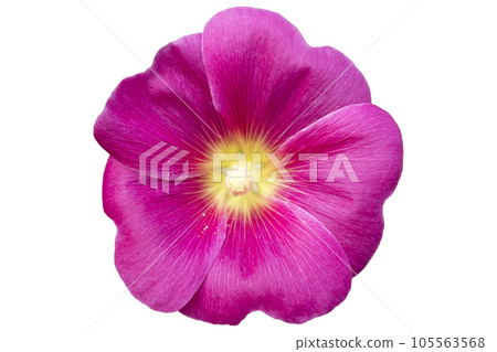 Alcea hollyhock one pink flower isolated on white. 105563568