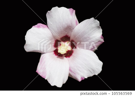 Hibiscus syriacus rose of Sharon 'Mathilde' white flower isolated on black. Hibiscus syriacus rose of Sharon 'Mathilde' white flower isolated on black. 105563569