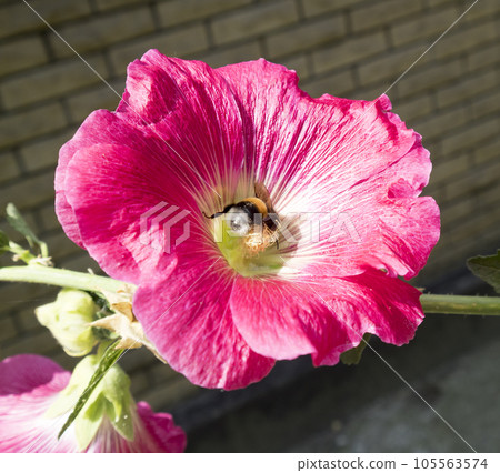 Alcea rosea hollyhock pink flower with bumblebee 105563574