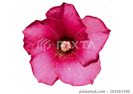 Hibiscus moscheutos red rose mallow flower isolated on white 105563590