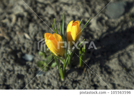 Crocus flavus yellow flowers Crocus flavus yellow flowers 105563596
