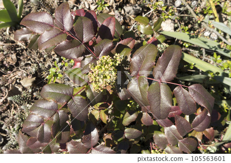 Mahonia aquifolium bush with floral ovary on a sunny day 105563601