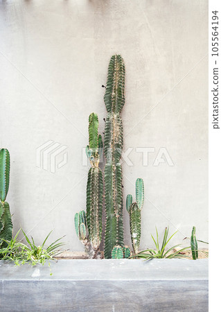 Giant cacti against concrete gray wall. Giant cacti against concrete gray wall. 105564194