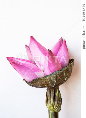 Lotus flowers bouquet on white. 105564215