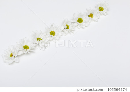 Various Selection of White Flowers Isolated on White Background. Set of Nine Daisy, Gerber, Marigold, Osteospermum, Chrysanthemum, Strawflower, Cornflower, Dahlia Flowers. 105564374