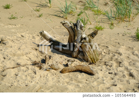 Baltic sea beach in summer in Latvia. An old tree lying in the sea sand has been washed away by the sea. Baltic sea beach in summer in Latvia. An old tree lying in the sea sand has been washed away by the sea. 105564493