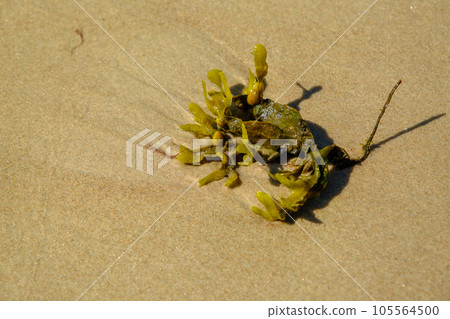 Seaweed on sand in the sea near beach. 105564500