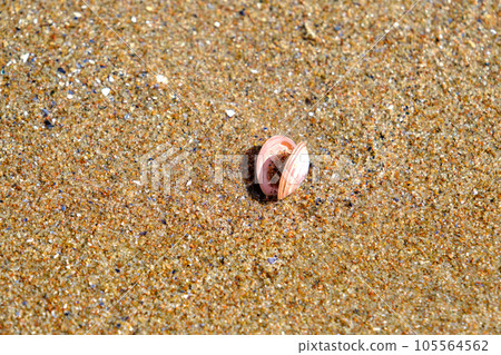 A beautiful pink shell. in the sand of the Baltic Sea in Latvia. 105564562