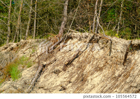 Dune area of the Baltic Sea coast with fallen trees during a storm 105564572