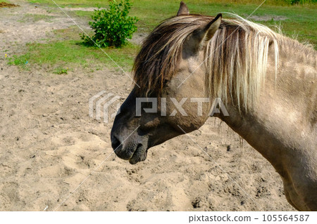 Close-up of a wild horse. Small wild horses or tarpans live in the Pape Nature Park in Latvia 105564587
