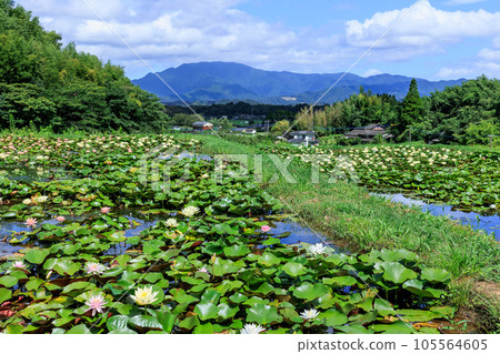 以志美山為背景的薩摩町田原的《莫奈的睡蓮》！ 105564605