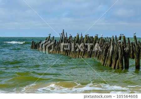 Seabirds sitting on an old wooden jetty Baltic Sea Latvia Seabirds sitting on an old wooden jetty Baltic Sea Latvia 105564608