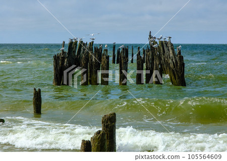 Seabirds sitting on an old wooden jetty Baltic Sea Latvia 105564609